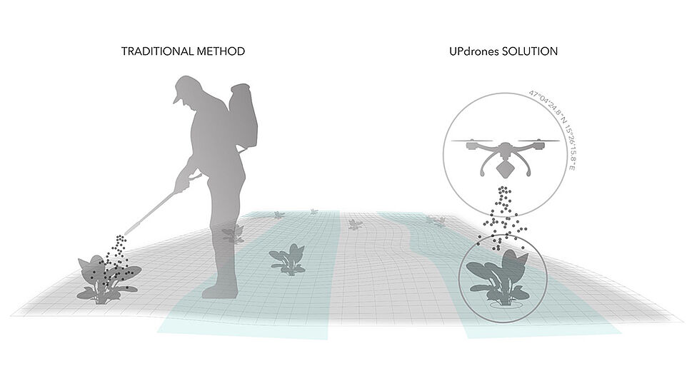 Zeichnung Gegenüberstellung: Traditionelle Ampferbesprühung und Dronenbesprühung